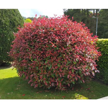 Photinia Fraseri 'Magical Vulkano'-Korallberkenye