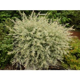 Salix integra 'Hakuro-Nishiki'-Japán Fűz