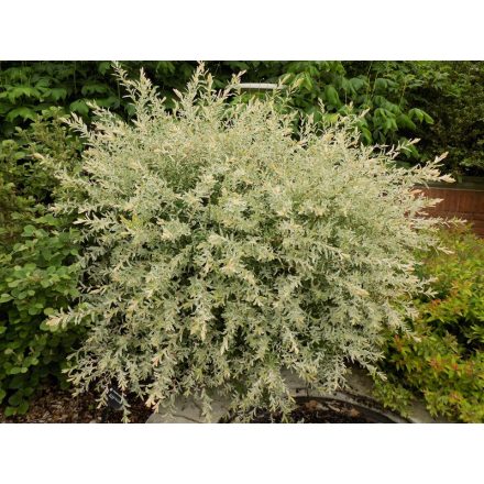 Salix integra 'Hakuro-Nishiki'-Japán Fűz