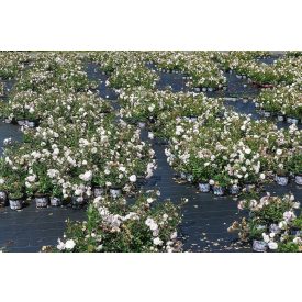 Rosa polyantha 'Sea Foam'-Törpe ágyásrózsa