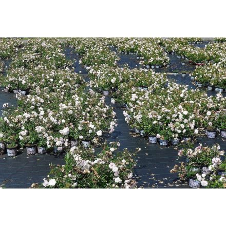 Rosa polyantha 'Sea Foam'-Törpe ágyásrózsa
