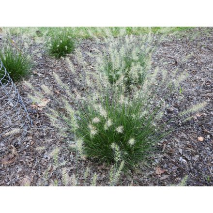 Pennisetum alopecurodies. 'Little Bunny'-Kínai Tollborzfű