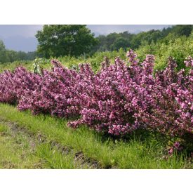 Weigela Florida 'Purpurea'-Rózsaszín Rózsalonc
