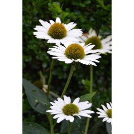 Echinacea purpurea 'Virgin'-Kasvirág