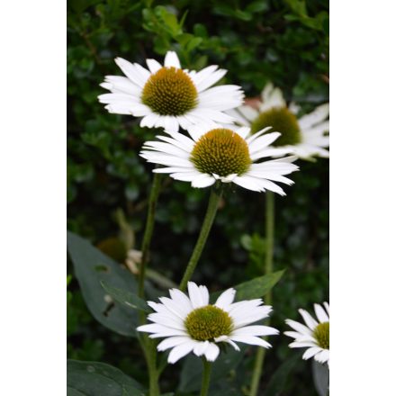 Echinacea purpurea 'Virgin'-Kasvirág