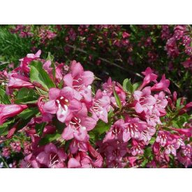 Weigela 'Rumba'-Rózsalonc