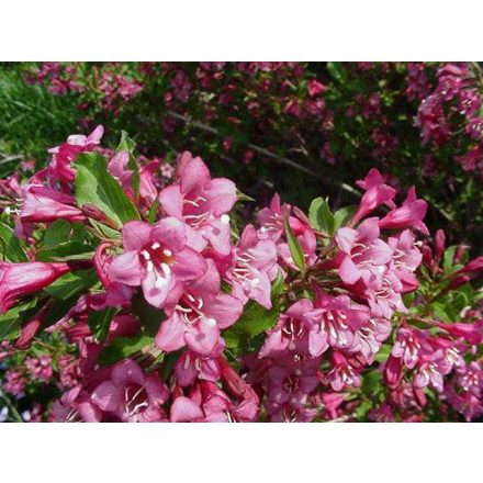 Weigela 'Rumba'-Rózsalonc