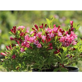 Weigela 'Picobella Rosa'-Rózsalonc