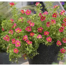 Potentilla fruticosa 'Danny Boy'-Cserjés pimpó