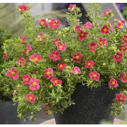 Potentilla fruticosa 'Danny Boy'-Cserjés pimpó