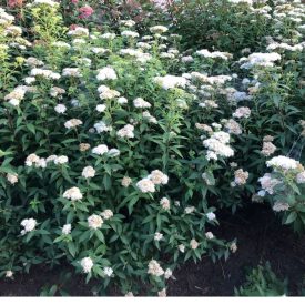 Spiraea japonica 'Albiflora'-Japán gyöngyvessző