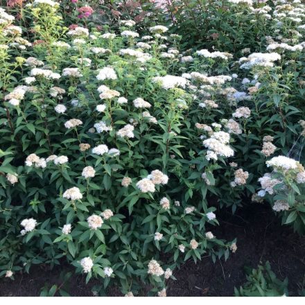 Spiraea japonica 'Albiflora'-Japán gyöngyvessző