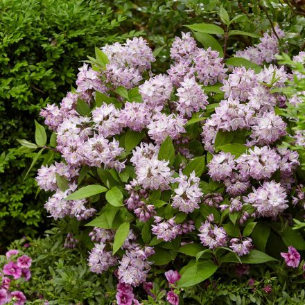 Deutzia 'Rasphberry Sundae'-Gyöngyvirágcserje