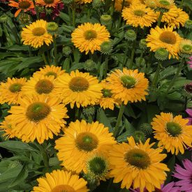 Echinacea SunseeKers 'Golden Sun'-Kasvirág