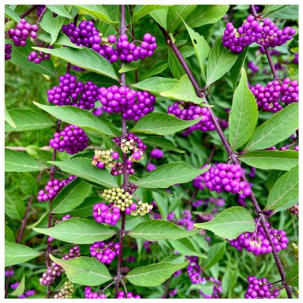 Callicarpa Bodinieri Var. Giraldii-Lilabogyó