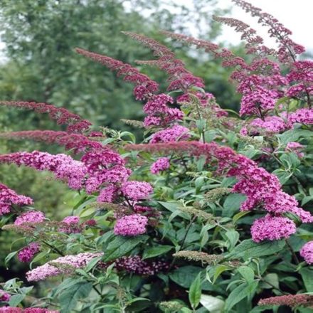 Buddleja Davidii 'Pink Delight'-Nyáriorgona