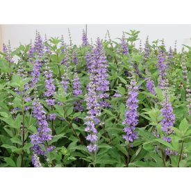   Vitex agnus-castus 'Magical Summertime Blue'-Barátcserje
