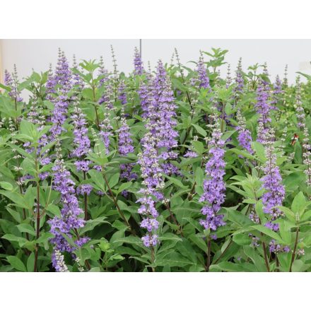 Vitex agnus-castus 'Magical Summertime Blue'-Barátcserje