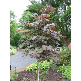   Cercis canadensis 'Forest Pansy'-Amerikai Júdásfa