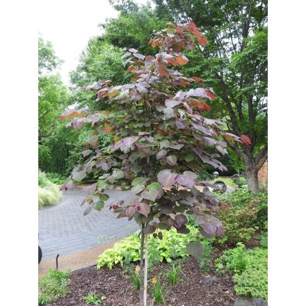 Cercis canadensis 'Forest Pansy'-Amerikai Júdásfa