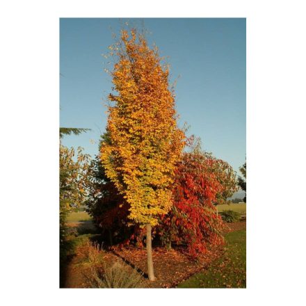 Deucia Hybrida 'Tourbillon Rouge'-Gyöngyvirágcserje