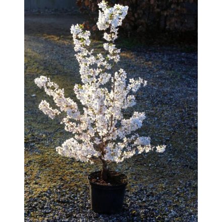 Prunus Nipponica 'Brillant'-Törpe Japán díszcseresznye