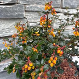 Berberis darwinii 'Compacta'-örökzöld Borbolya
