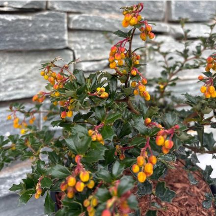 Berberis darwinii 'Compacta'-örökzöld Borbolya
