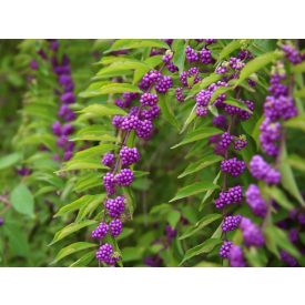Callicarpa dichotoma 'Issai'-Lilabogyó