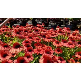 Echinacea Meditation 'Orange'-Kasvirág