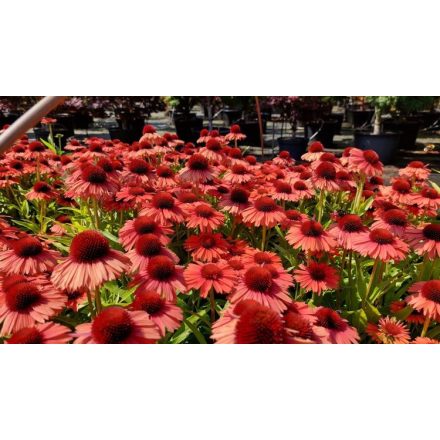 Echinacea Meditation 'Orange'-Kasvirág