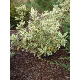 Cornus sericea 'White Gold'-Fehér som