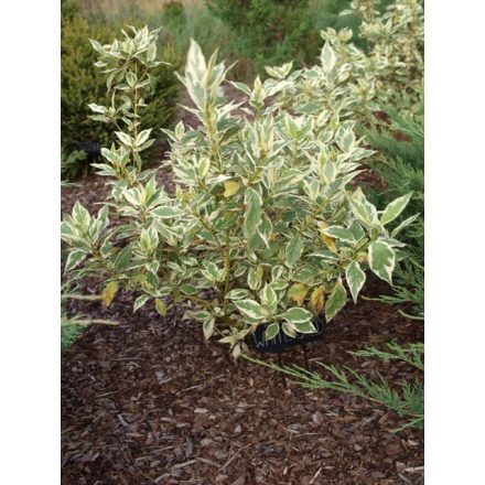 Cornus sericea 'White Gold'-Fehér som