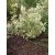 Cornus sericea 'White Gold'-Fehér som