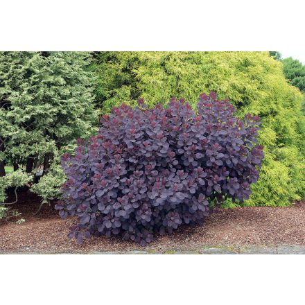 Cotinus cog. 'Royal Purple'-Cserszömörce