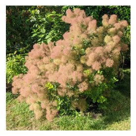 Cotinus cog. 'Young Lady'-Cserszömörce