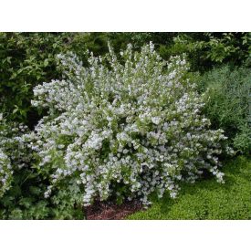 Deutzia gracilis-Gyöngyvirágcserje