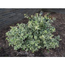   Diervilla sessilifolia(FE)'Cool Splash'™-Sárgalonc