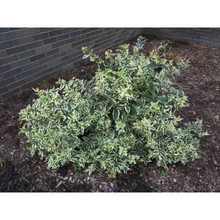 Diervilla sessilifolia(FE)'Cool Splash'™-Sárgalonc