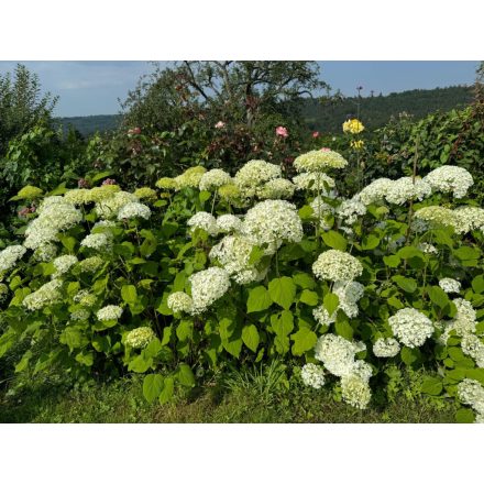 Hydrangea arb. 'Annabelle'-Cserjés hortenzia
