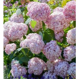 Hydrangea arb. CB® Bubblegum-Cserjés hortenzia