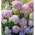 Hydrangea arb. CB® Bubblegum-Cserjés hortenzia