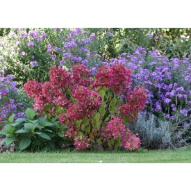 Hydrangea pan. 'Diamand Rouge'-Bugás hortenzia