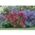 Hydrangea pan. 'Diamand Rouge'-Bugás hortenzia