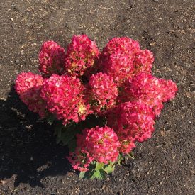   Hydrangea pan. Living 'Little Rosy'®-Bugás hortenzia