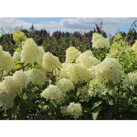 Hydrangea pan. 'Skyfall'PBR-Bugás hortenzia