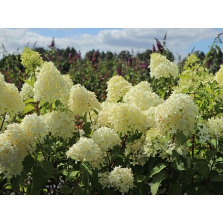 Hydrangea pan. 'Skyfall'PBR-Bugás hortenzia