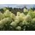 Hydrangea pan. 'Skyfall'PBR-Bugás hortenzia