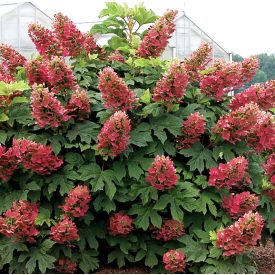   Hydrangea querc. 'Amethyst'-Tölgylevelű hortenzia