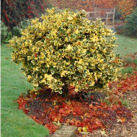 Ilex altaclerensis 'Golden King'-Magyal